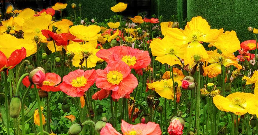 【友邻艺美时光】永不凋零的春天——手作仿真花活动预告