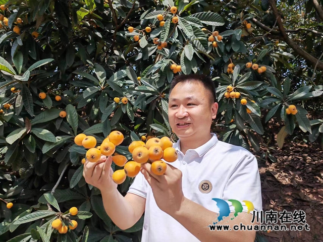 村党委书记陈军为白龙塔枇杷代言（曾佐然摄）.jpg