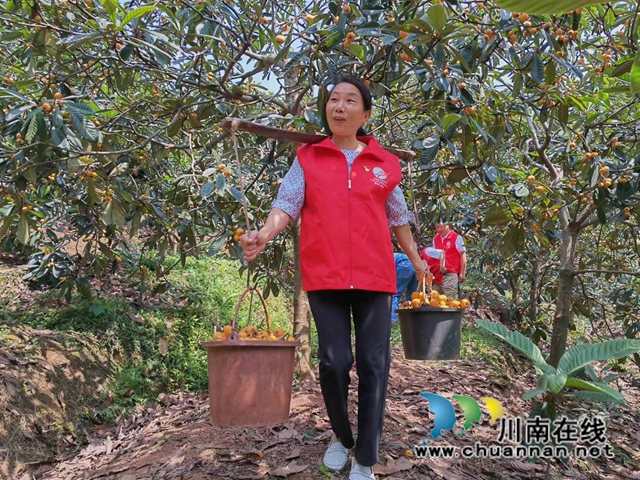 采摘枇杷（曾佐然摄）.jpg