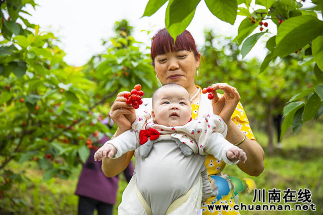 古蔺：玛瑙红樱桃红透山头，春日限时美味甜蜜开采