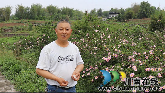 合江县尧坝镇:刺梨花开送春归 增收致富希望来(图2) 3.jpg