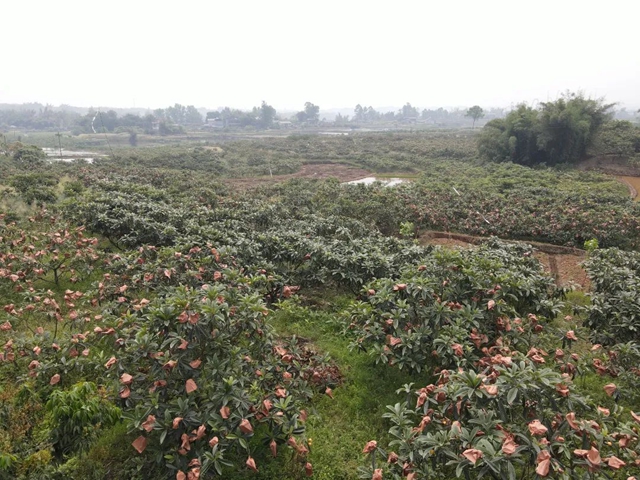 这个周,来泸县海潮感受甜蜜的味道!(图5) 5.jpg