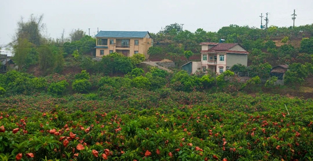 这个周,来泸县海潮感受甜蜜的味道!(图6) 6.jpg