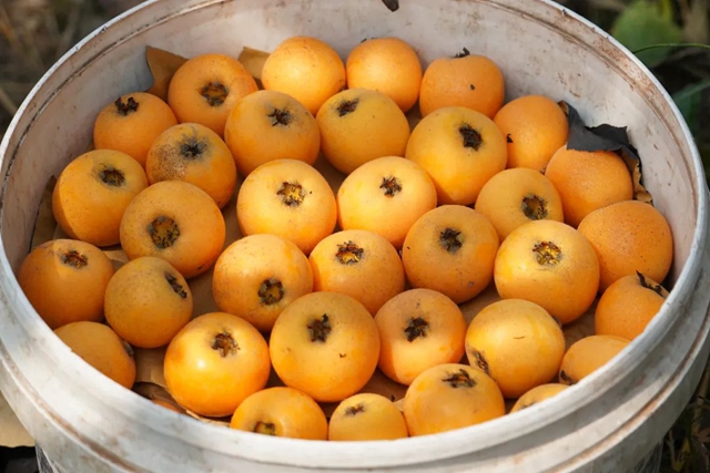 这个周,来泸县海潮感受甜蜜的味道!(图8) 8.jpg