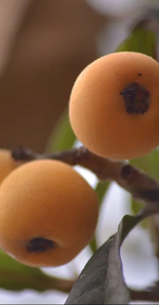 这个周,来泸县海潮感受甜蜜的味道!(图11) 11.jpg