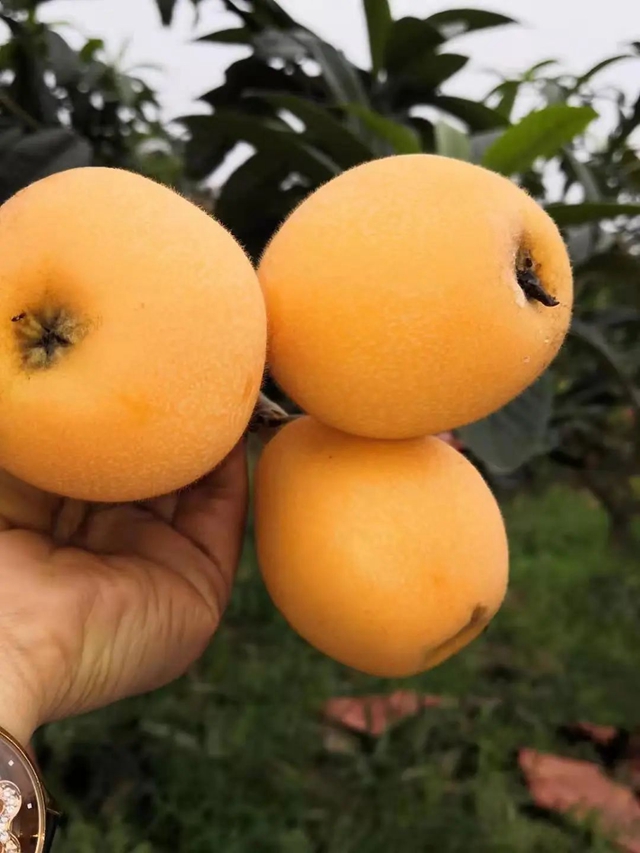 这个周,来泸县海潮感受甜蜜的味道!(图9) 9.jpg