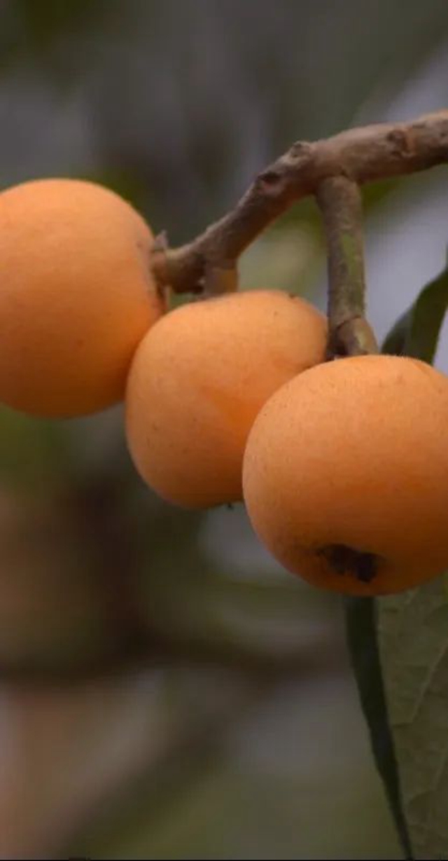 这个周,来泸县海潮感受甜蜜的味道!(图10) 10.jpg