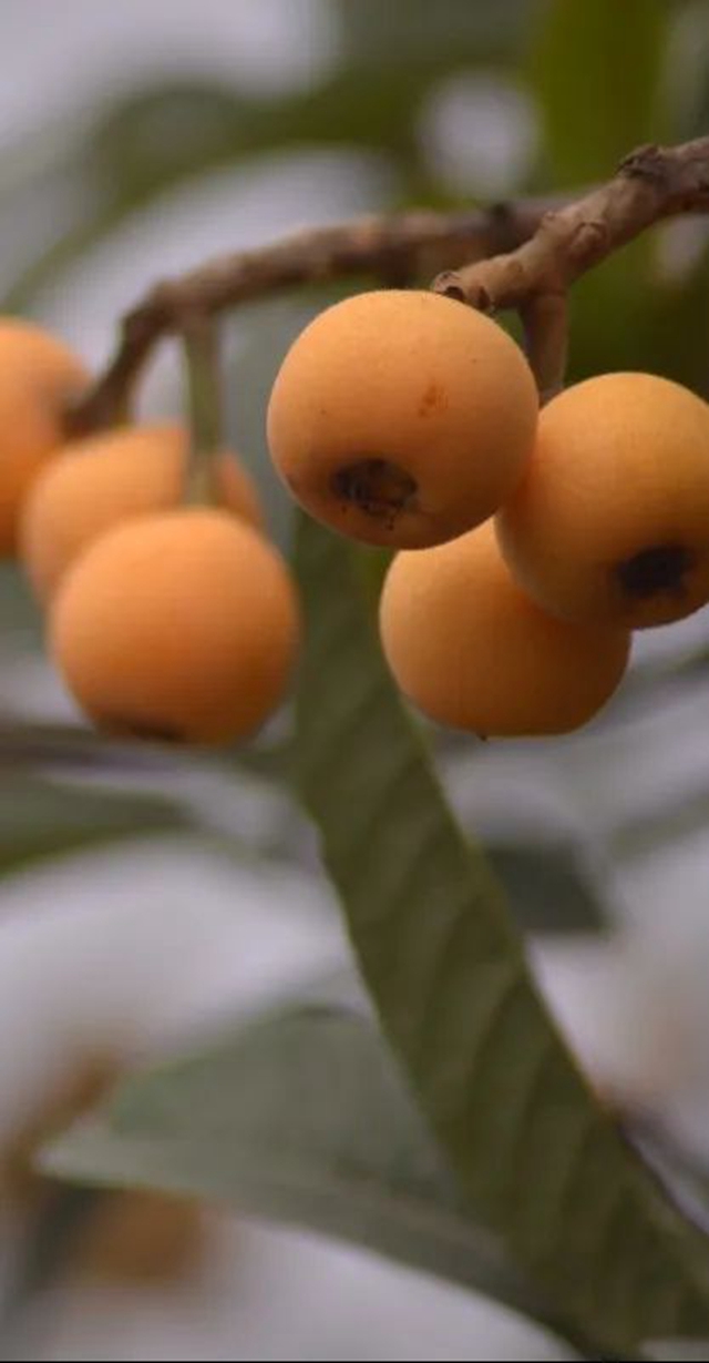 这个周,来泸县海潮感受甜蜜的味道!(图12) 12.jpg