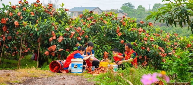 这个周,来泸县海潮感受甜蜜的味道!(图13) 13.jpg