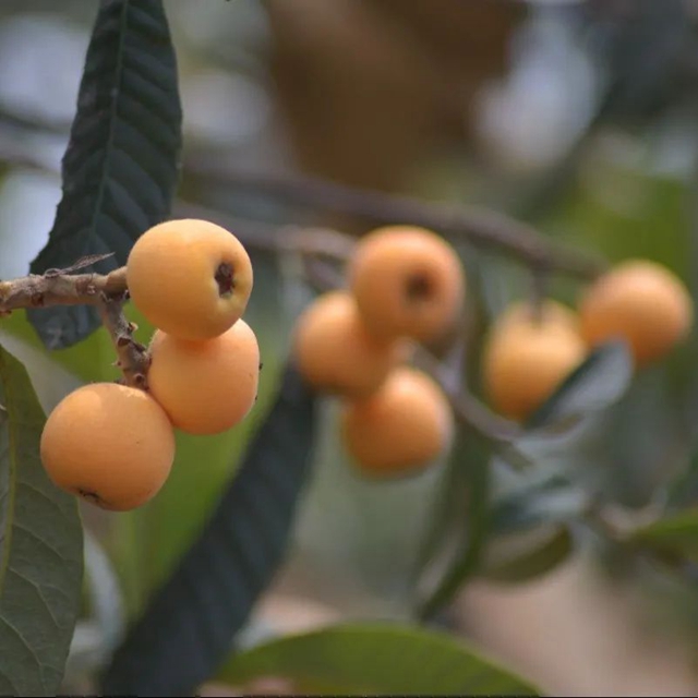 这个周,来泸县海潮感受甜蜜的味道!(图18) 18.jpg