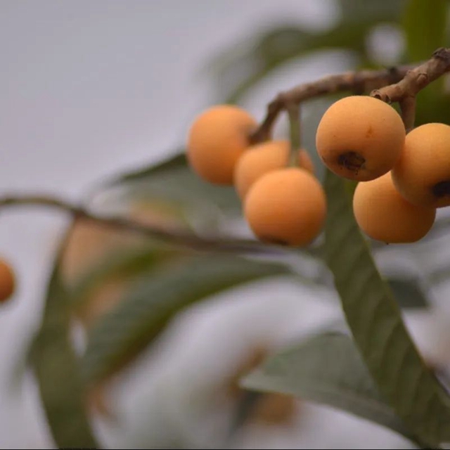 这个周,来泸县海潮感受甜蜜的味道!(图21) 21.jpg