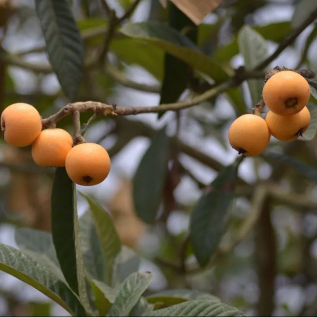 这个周,来泸县海潮感受甜蜜的味道!(图19) 19.jpg