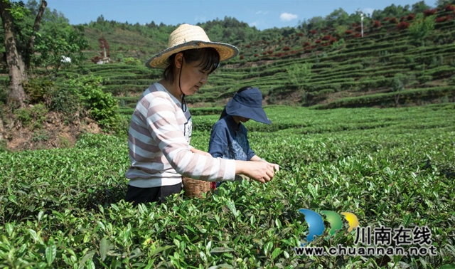 全过程介绍,看古蔺一杯茶的诞生!(图3) 3.jpg