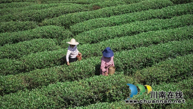 全过程介绍,看古蔺一杯茶的诞生!(图2) 2.jpg