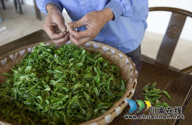 全过程介绍,看古蔺一杯茶的诞生!(图5) 5.jpg