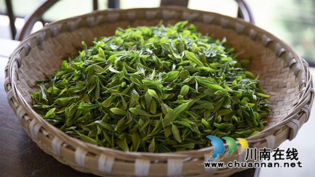 全过程介绍,看古蔺一杯茶的诞生!(图4) 4.jpg