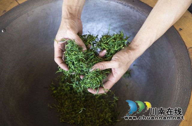 全过程介绍,看古蔺一杯茶的诞生!(图9) 9.jpg