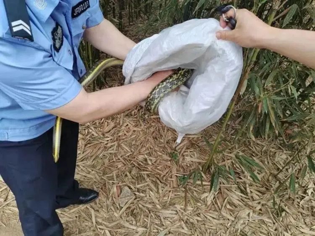 1.6米长蛇“擅闯民居”！宜宾市民徒手擒住