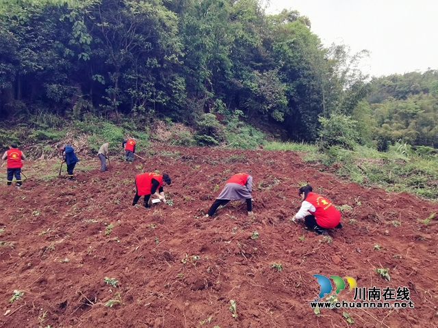 棉竹村干部及志愿者为无劳动力农户栽种红薯2.jpg