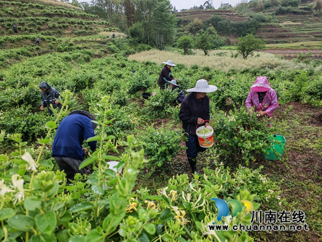 村民采摘金银花1（陈祥洪摄）.jpg