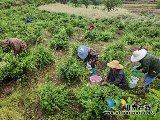 村民采摘金银花3（曾佐然摄）.jpg