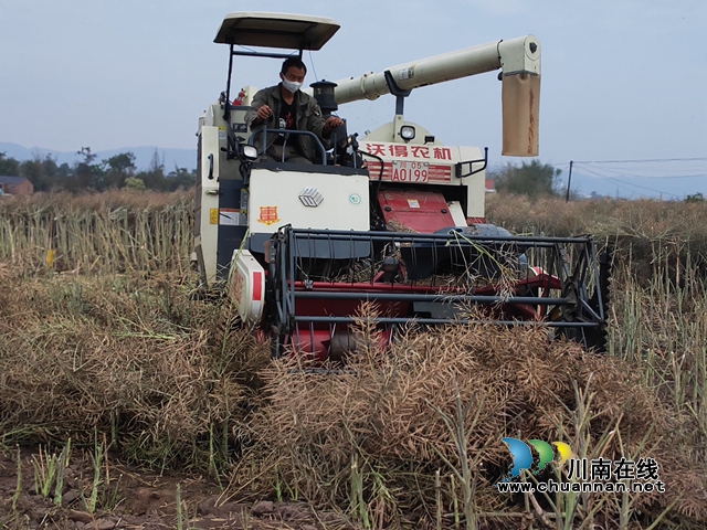 泸县两段式机收油菜（曾佐然摄）.jpg