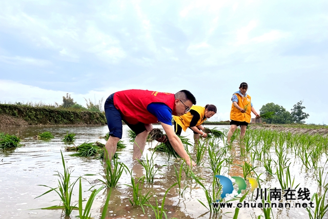 志愿者们插秧（姜丽莎摄）.jpg