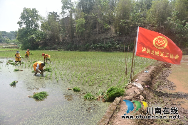 插秧现场（黄蓉摄）.jpg
