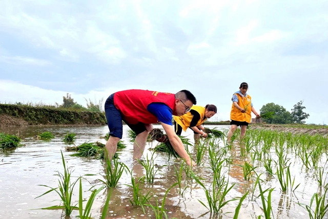 泸县:助农插秧在行动 ,志愿服务到田间(图4) 4.jpg