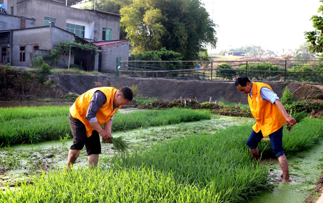 泸县:助农插秧在行动 ,志愿服务到田间(图5) 5.jpg