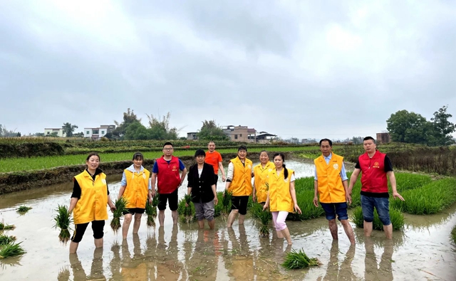 泸县:助农插秧在行动 ,志愿服务到田间(图2) 2.jpg