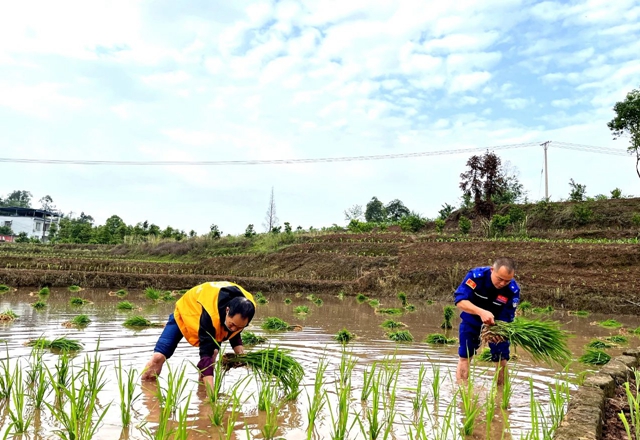 泸县:助农插秧在行动 ,志愿服务到田间(图6) 6.jpg