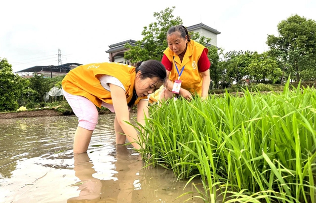 泸县:助农插秧在行动 ,志愿服务到田间(图3) 3.jpg