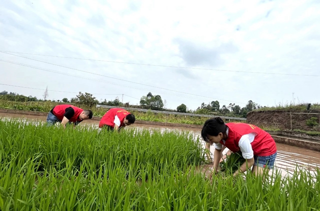 泸县:助农插秧在行动 ,志愿服务到田间(图8) 8.jpg