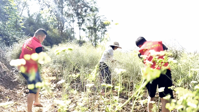 泸县:助农插秧在行动 ,志愿服务到田间(图9) 9.jpg
