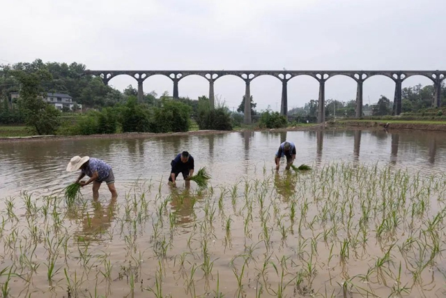 新华社关注泸州这条“人工天河”(图9) 9.jpg