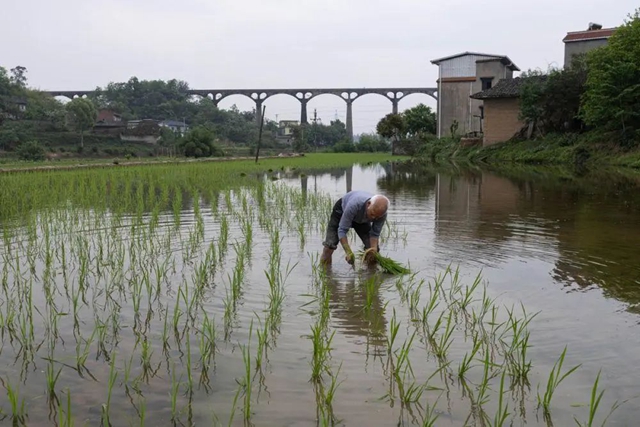 新华社关注泸州这条“人工天河”(图8) 8.jpg