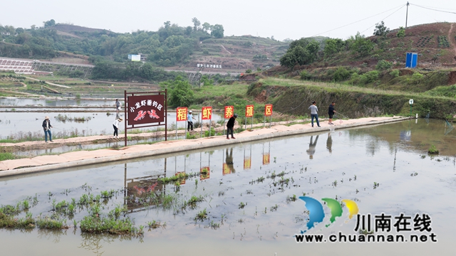 龙马潭：小龙虾垂钓，激发乡村旅游新活力