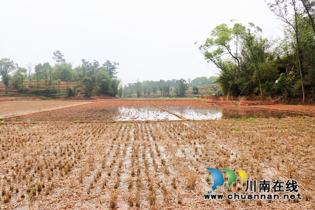 泸县百和镇:抗旱保春耕,多点发力守好“粮袋子”(图7) 水源进入旱田 (2).jpg