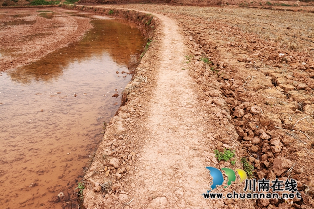泸县百和镇:抗旱保春耕,多点发力守好“粮袋子”(图6) 水源进入旱田 (1).jpg