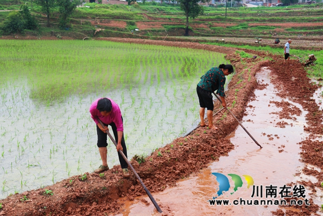 泸县百和镇:抗旱保春耕,多点发力守好“粮袋子”(图16) 正在春耕的农民.jpg