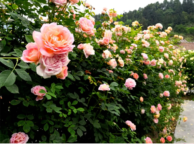 百亩玫瑰盛放!带你去泸州这处花海迷宫逛一逛(图1) 1.jpg