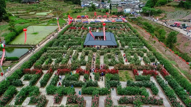 百亩玫瑰盛放!带你去泸州这处花海迷宫逛一逛(图2) 2.jpg
