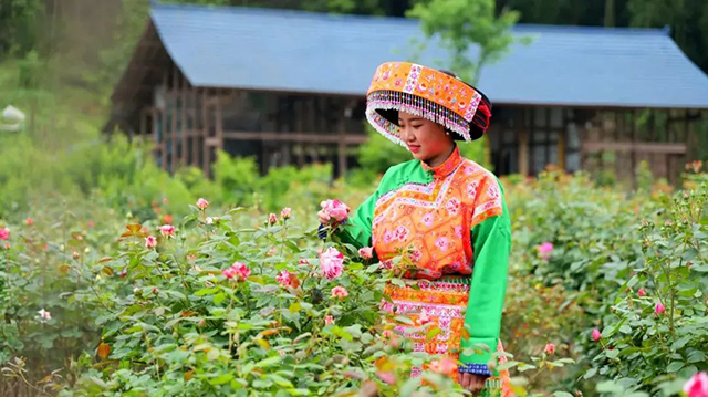 百亩玫瑰盛放!带你去泸州这处花海迷宫逛一逛(图14) 14.jpg