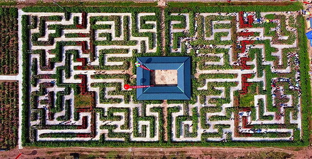 百亩玫瑰盛放!带你去泸州这处花海迷宫逛一逛(图4) 4.jpg