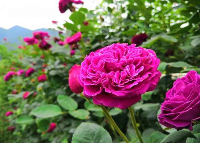 百亩玫瑰盛放!带你去泸州这处花海迷宫逛一逛(图7) 7.jpg