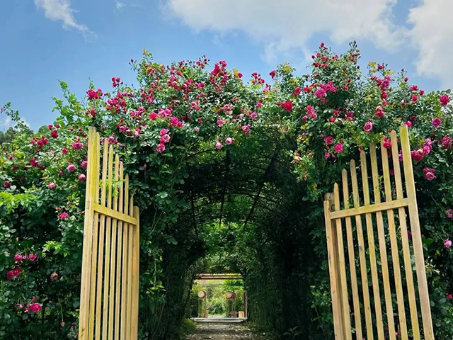 百亩玫瑰盛放!带你去泸州这处花海迷宫逛一逛(图6) 6.jpg