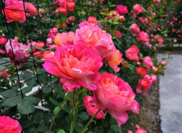 百亩玫瑰盛放!带你去泸州这处花海迷宫逛一逛(图11) 11.jpg