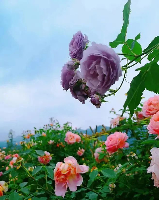 百亩玫瑰盛放!带你去泸州这处花海迷宫逛一逛(图10) 10.jpg
