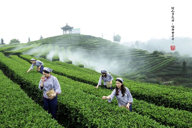 关注|共品高山、有机纳溪特早茶,5 月11日-14日成都约(图2) 2.jpg